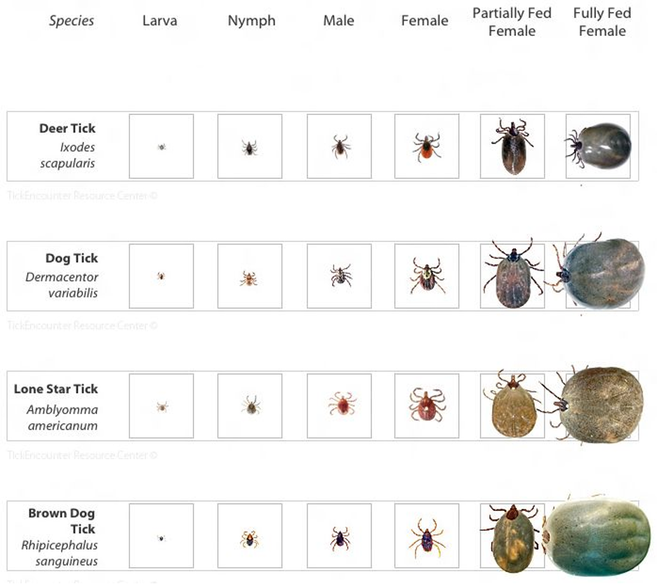 Ticks and Lyme Disease