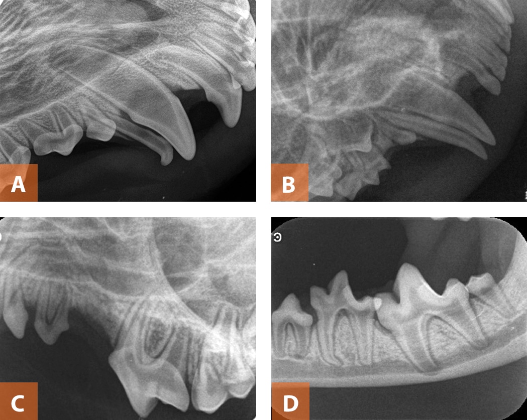 pet dental radiogram