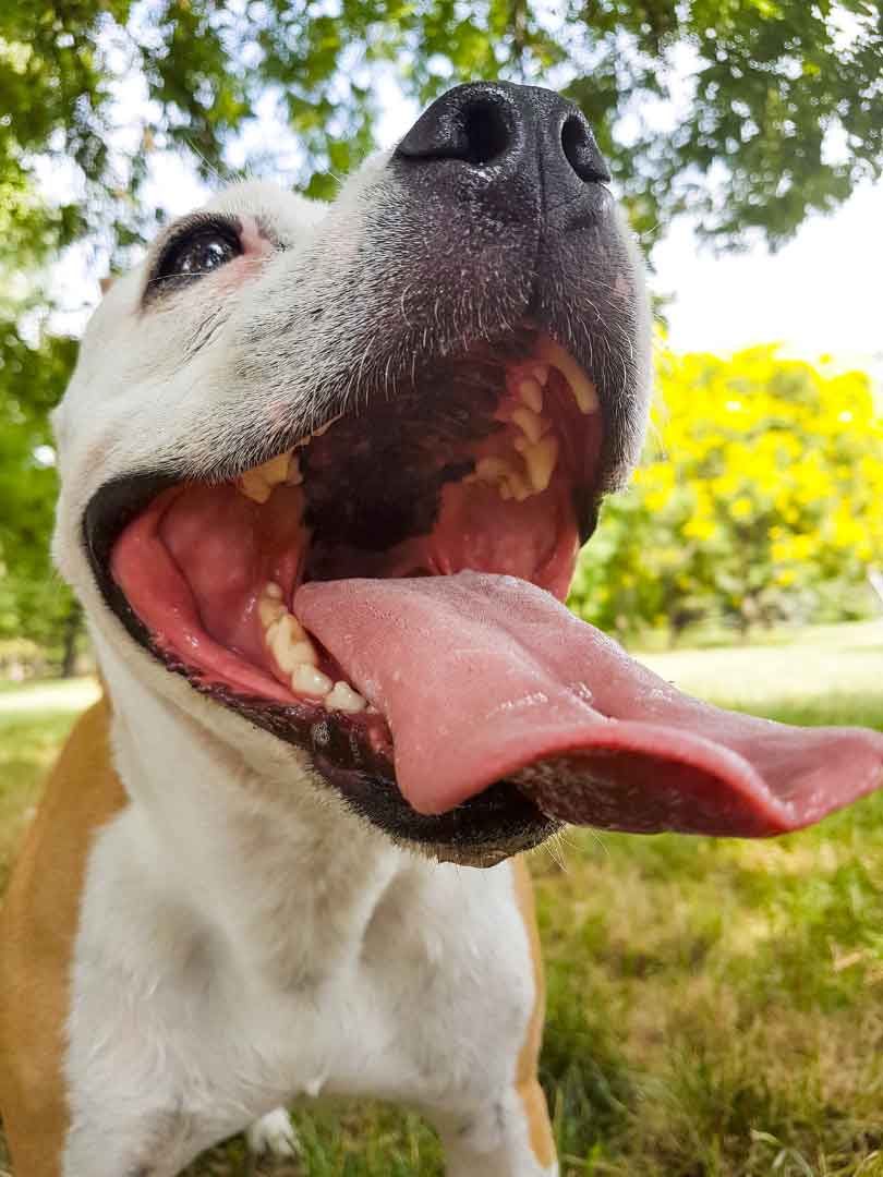 canine dental health