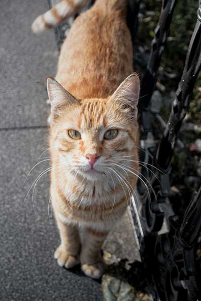 whisker fatigue in cats